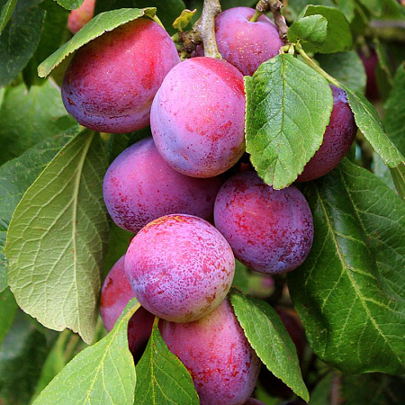 Фото Слива Дынная