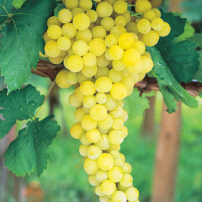 Виноград Лора
