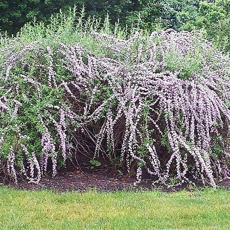 Фото Буддлея очереднолистная