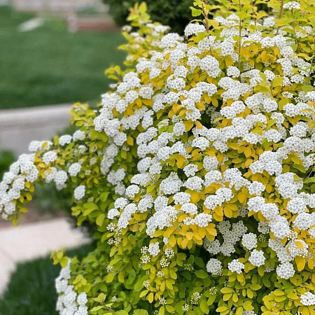Фото Спирея Вангутта Голд Фаунтейн