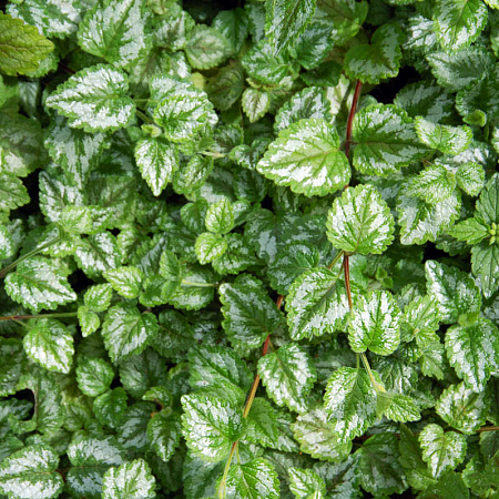 Фото Яснотка зеленчуковая