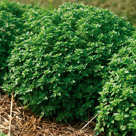 Фото Базилик Бисер