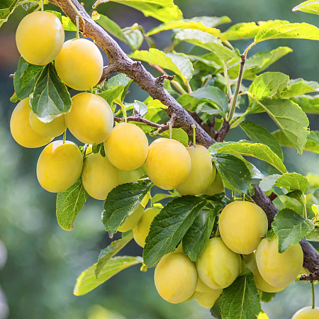 Фото Слива Ренклод колхозный