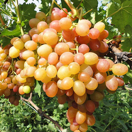 Фото Виноград Хамелеон