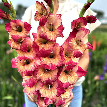 Фото Гладиолус Эприкот Баблгам