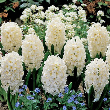 Фото Гиацинт Карнеги