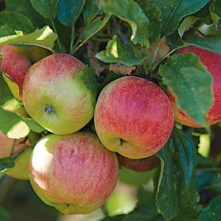 Фото Яблоня Медуница