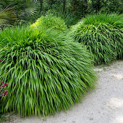 Хаконехлоа большая Гринхиллс