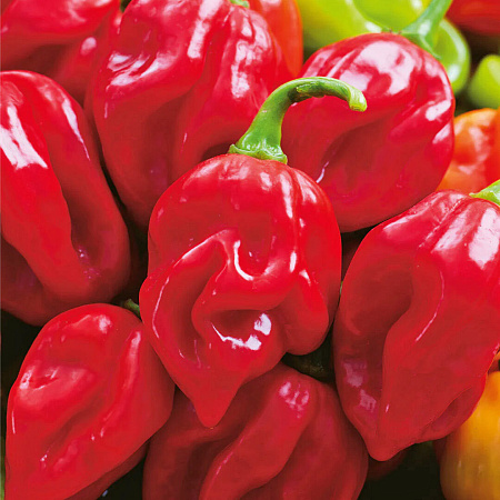 Фото Перец острый Хабанеро красный