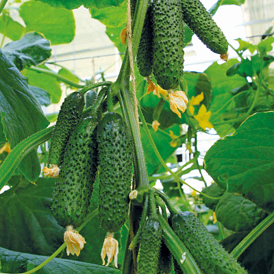 Огурец Бьёрн F1