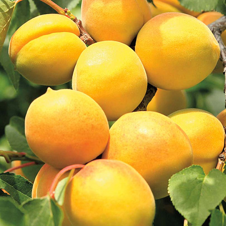 Фото Комплект абрикосов №3: Кичигинский, Хабаровский, Цезарь