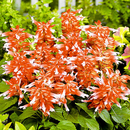 Фото Сальвия Виста Красно-белая