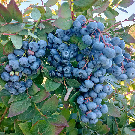 Фото Голубика Хардиблю