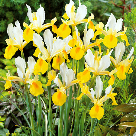 Фото Ирис Симфония