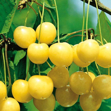 Фото Черешня Золотая