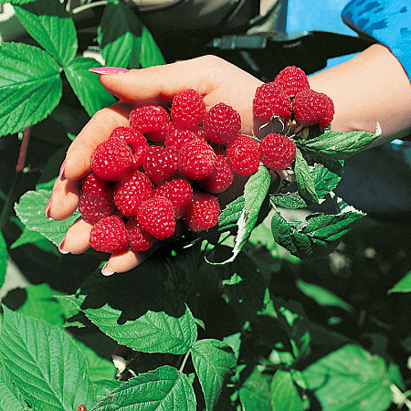 Фото Малина ремонтантная Надёжная