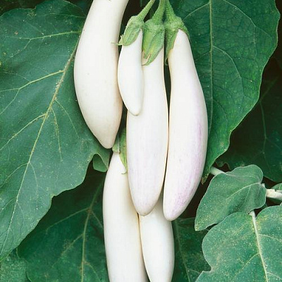 Баклажан Сосулька