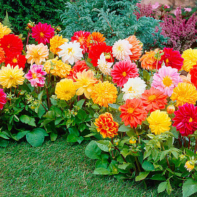 Георгин Анвинс Яркий набор