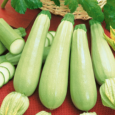 Кабачок Сцилли F1