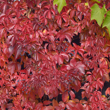 Фото Виноград девичий пятилисточковый Троки