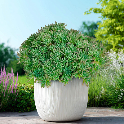 Седум Лизард