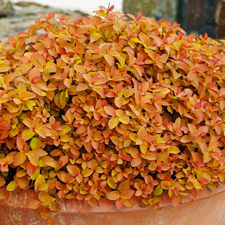 Фото Спирея японская Зен Спирит Карамель