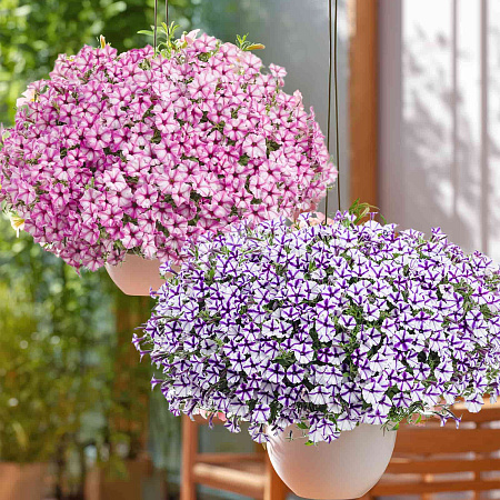 Фото Набор супертуний №3