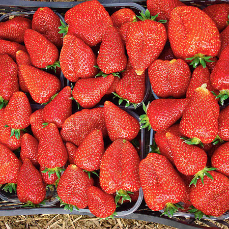 Фото Земляника садовая Сирия
