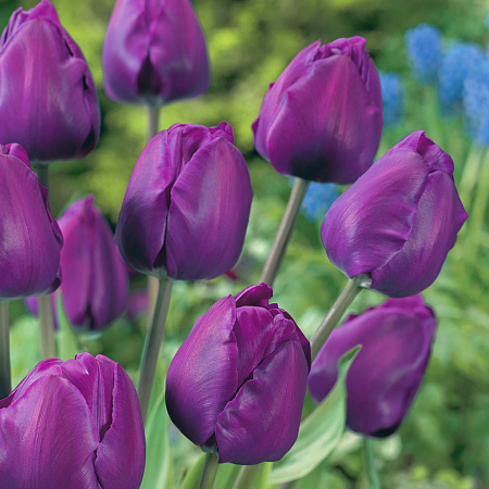 Фото Тюльпан Негрита