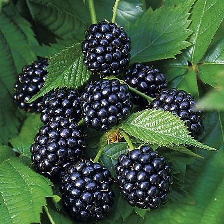 Фото Ежевика Дирксен