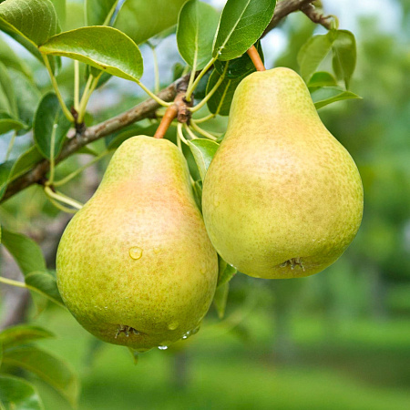 Фото Груша Минеевская
