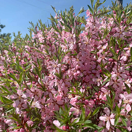 Фото Миндаль Розовая пена
