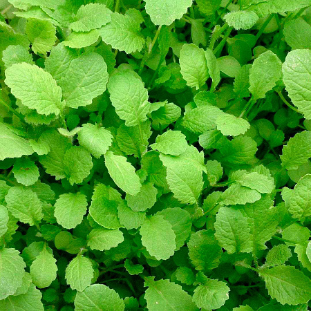 Фото Горчица листовая Волнушка