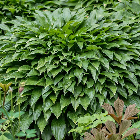 Фото Хоста Инвинсибл