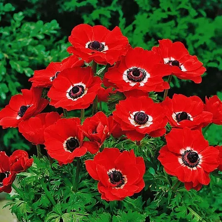 Фото Ветреница (анемона) Де Каен Голландия