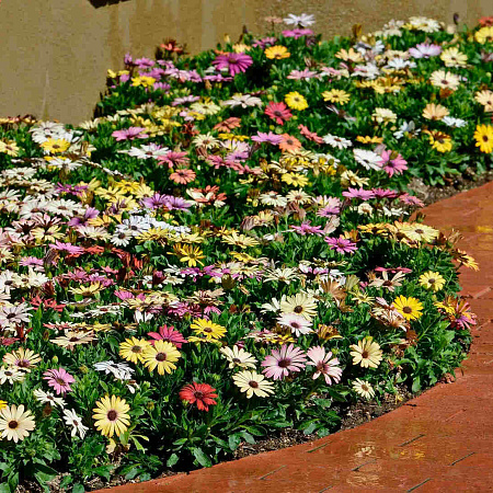 Фото Остеоспермум Акила Набор Гранд Каньон