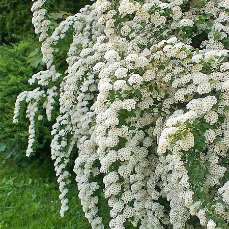 Фото Спирея ниппонская Джун брайд
