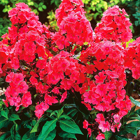 Фото Флокс Виндзор