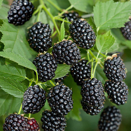 Фото Ежевика Юхас