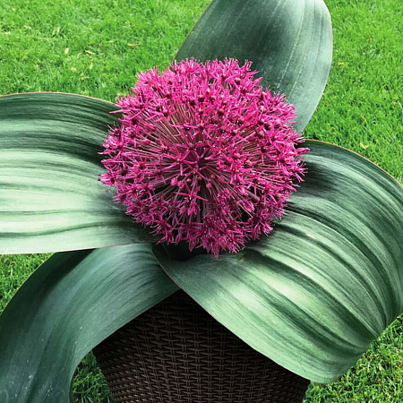 Фото Лук декоративный Рэд джаинт