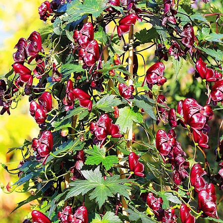 Фото Аконит Красное вино