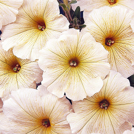 Фото Петуния Капит Кремовая