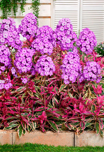 Купить Флокс метельчатый Олимпус — от НПО Сады Росcии с доставкой