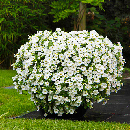 Фото Калибрахоа Каблум Белый