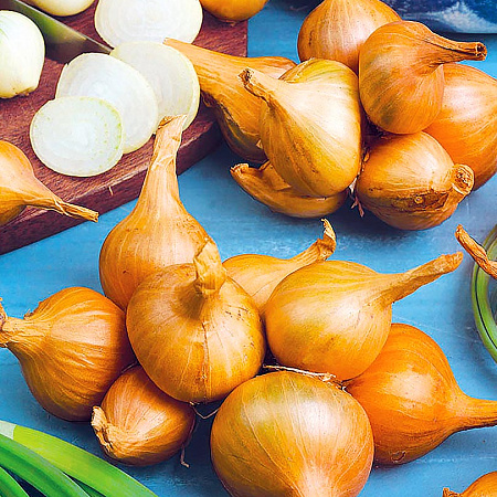 Фото Лук семейный (шалот) Гарант