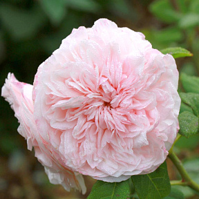 Роза английская Клэр Роуз, С12,5 л